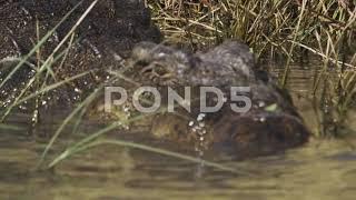 crocodile diassite en wolof