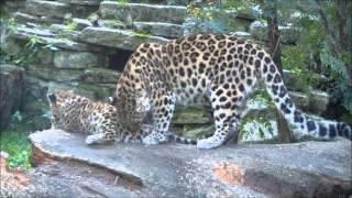 Crazy Amur leopard cubs:Akra, Vlada and Freya