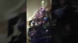 Праздник для кошки Крошки!!!