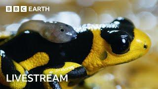  LIVE: Two Hours of Incredible Nature Scenes | BBC Earth