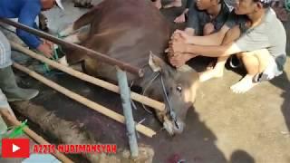 PENYEMBELIHAN HEWAN QURBAN MUSHOLA NURUL YAQIN - IDUL ADHA 1440 H / 2019 M