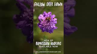 Fallow Deer Fawn - Wait