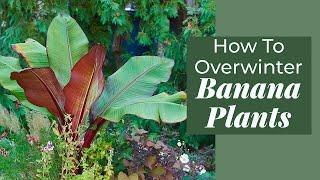 3 Ways to Save Banana Plants Overwinter | Container Garden Tips #containergardening  #fallgardening