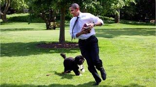 A fluffy farewell to Bo Obama