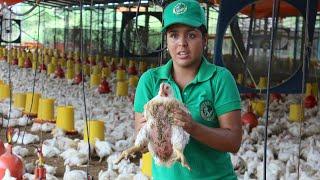 Experiencias en la Cría de Pollos de Engorde