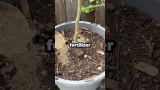 What Is the Best Fertilizer for Tomato Plants? #shorts