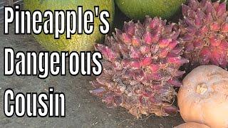 Pinguin fruit review (Bromelia Karatas)- Weird Fruit Explorer ep. 291