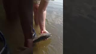 ВІДПУСТИВ КАРПА #ловлякоропа #українськарибалка #fishing