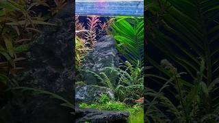 Aquatic Serenity #shorts #youtubeshorts #trending #fish #aquariumfish #ytshorts #viral#plantedtank