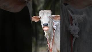 #shorts #ytshorts #cute #animals #funny #cow #masti #jokes #comedy #cowcows #cartoon #funnycow #fun