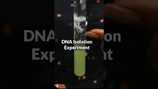 DNA Isolation Practical Class 12 #shorts