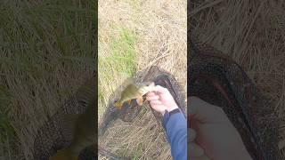 Ловля окуня на спиннинг летом! MEPPS AGLIA best lure for bass!