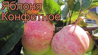 Яблоня обыкновенная Конфетное (malus konfetnoe)  обзор: как сажать, саженцы яблони Конфетное