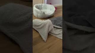 Shocking Animal Moments Caught On Camera
