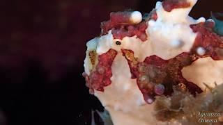 Balicasag Diving, Philippines, April 2019, Lumix GH5 4K