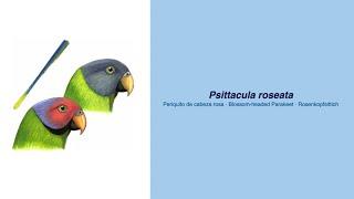 Video Encyclopedia of Parrot Species - #169 Psittacula roseata