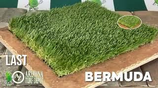 AZ Turf Depot BERMUDA