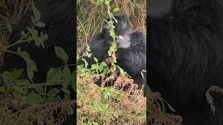 Mark the dominant  silverback  of Nyakagezi gorilla family.