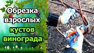 Обрезка взрослого куста винограда. Обрезаем виноград осенью. Обрезка винограда для новичков.