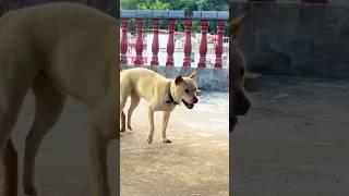 Playing #dog #dogs #dogfunny #dogvideo