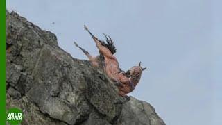 Top 20 Shocking Animal Falls Caught on Camera