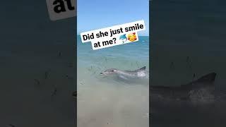 Smiling dolphin #kiya #dolphinfeeding #monkeymia #westernaustralia #shorts #enjoylife #thebestlife