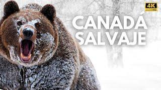 CANADÁ SALVAJE– Sobrevivientes del Frío Extremo | Documental