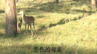 Impala's revenge attack on baboons 黑斑羚复仇记（Amboseli National Park－Africa)