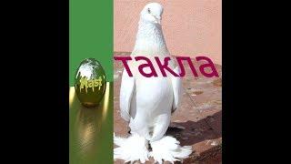 турецкие голуби ТАКЛА . такла бой и лёт нашей молодёжи (pigeons Takla) (الحمام تقلا)