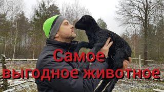 Самое выгодное животное . Кого выгодно разводить? Итог первого года содержания свиней , овец и коз .