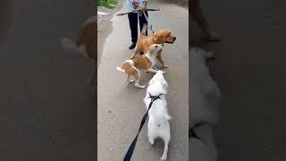 Street dog ka pet dogs ko pyaar se bichbachav karate huye #shorts #trending #viral #dogfight_shorts