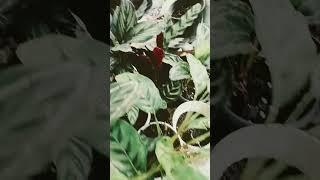 different types of calathea plants for sale