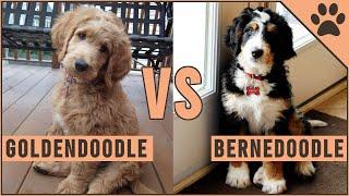 Goldendoodle vs Bernedoodle - Which Dog Is Better?