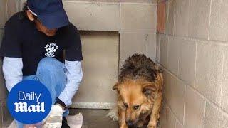 Dog learns to trust humans after being rescued - Daily Mail