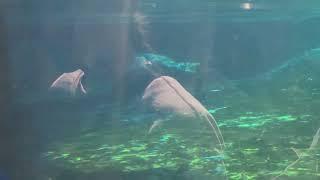 Seals & Sea Lion at Louisville Zoo 10/19/24