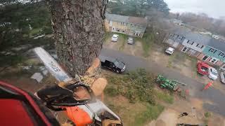 Professional Arborist FAILS of 2022