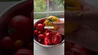 Heirloom vs Hybrid vs GMO Plants