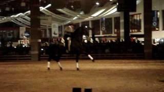 Andalusians Horses Show