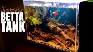 Aquascaping A Naturalistic Blackwater Betta Aquarium