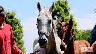 A 'Special' Flightline Foal at Machmer Hall