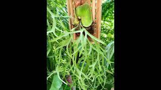 Platycerium.#justmeneena