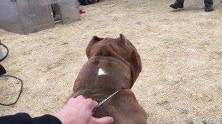 American Pocket Bully -  Working Dog - ABKC GRCH Thee Buss