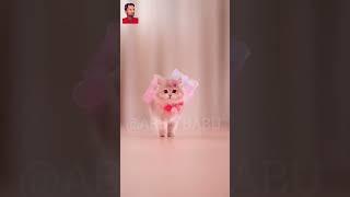 Cute cat //#cuteanimal #viralvideo #teddylove #littleteddy #love #cat #shorts #catlover SweetKitty