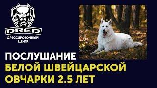 Послушание белой швейцарской овчарки Арии | Дрессировка собак Буча Ирпень