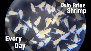 How To Hatch Baby Brine Shrimp, All Day Every Day (With Timestamps)