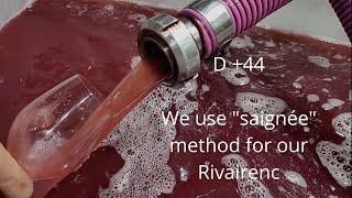 #11 We use “saignée” method for our Rivairenc [Grape harvest journal 2022 - Domaine AMPELHUS]