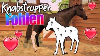 züchten bis wir den SCHÖNSTEN KNABSTRUPPER haben  Rival Stars Horse Racing