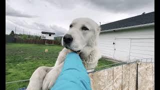 Alabai Oregon ; Central Asian Shepherd Dogs ; Guardian big dogs