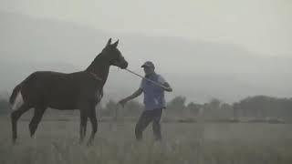 Санат агамыздын ат баптау тәсілдері