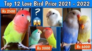 Top 12 Love Birds Species Price 2022